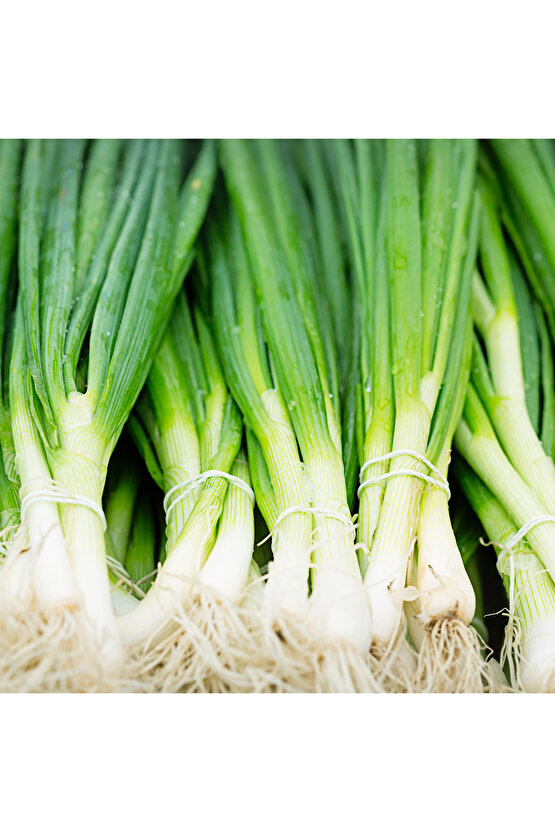 1000 Adet Tohum - Yerli Doğal Taze Yeşil Soğan  Tohumu - Kolay Çimlenen, Sebze Yetiştiriciliği İçin