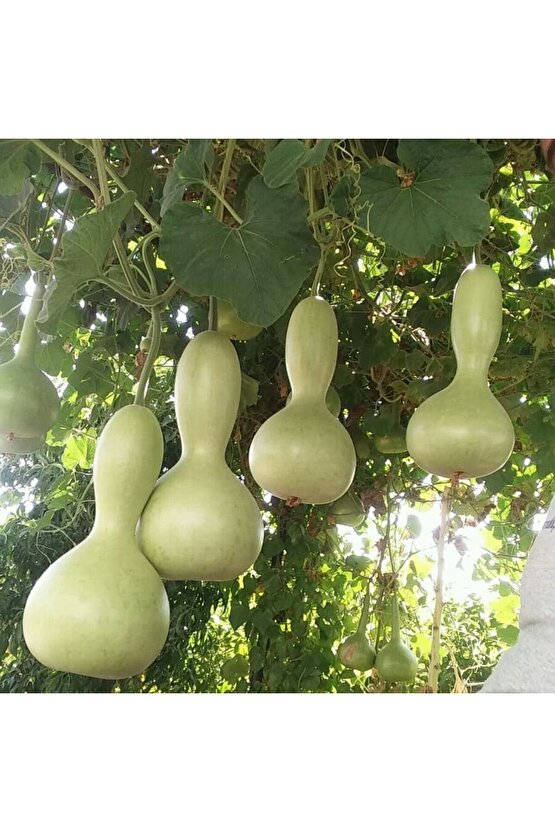 10 Adet Su - Et Kabağı Ata Yerli Tohum