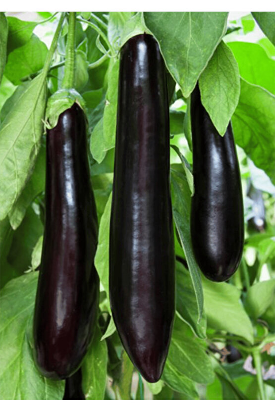 Patlıcan Tohumu Aydın Siyahı - 250 adet - açık tohum