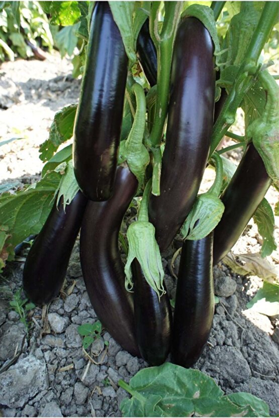 Patlıcan Tohumu Aydın Siyahı - 250 adet - açık tohum