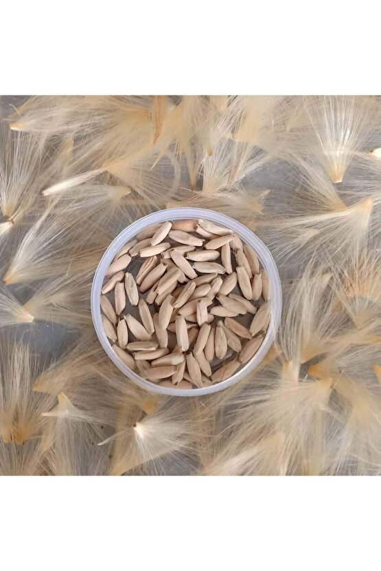 10 Adet Karışık Renklerde Adenium Çöl Gülü Tohumu