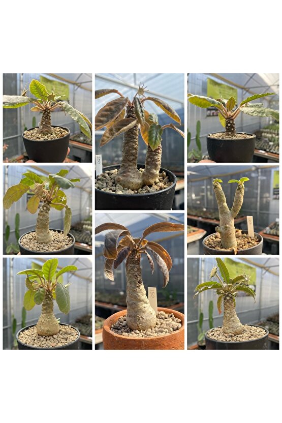 10 Adetlik Paketlerde Karışık Dorstenia Tohumları (horwodoii,crispa Yellow Spotted,foetida Ssp)