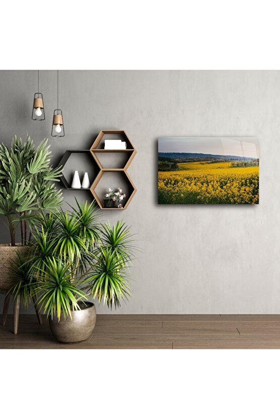 Doğal Gün Batımı Manzaralı Kanola Tarlası Tuval Tablo
