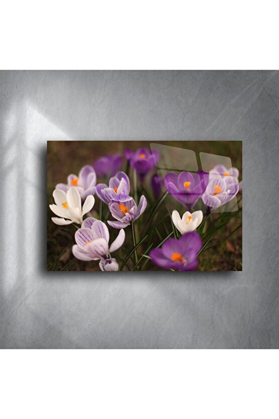 Mor Beyaz Krokus Çiçekli Cam Tablo