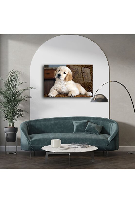 Yüksek parlaklıkta akrilik Golden Retriever yavrusu duvar tablosu