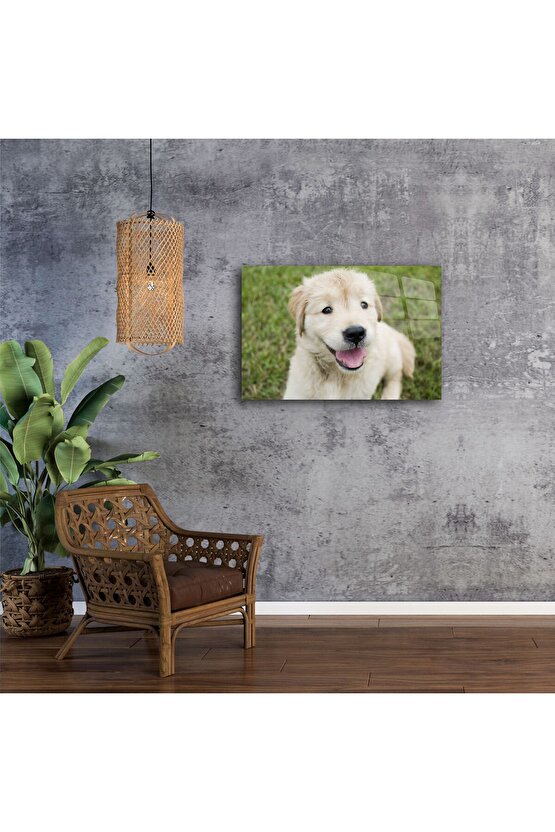 Sevimli Golden Retriever Yavru Köpek Kanvas Tablo
