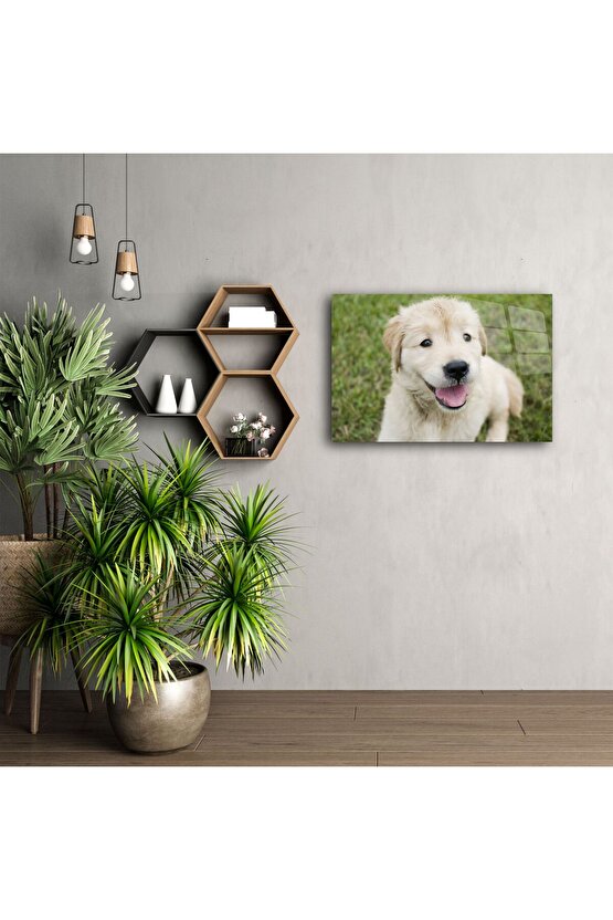 Sevimli Golden Retriever Yavru Köpek Kanvas Tablo