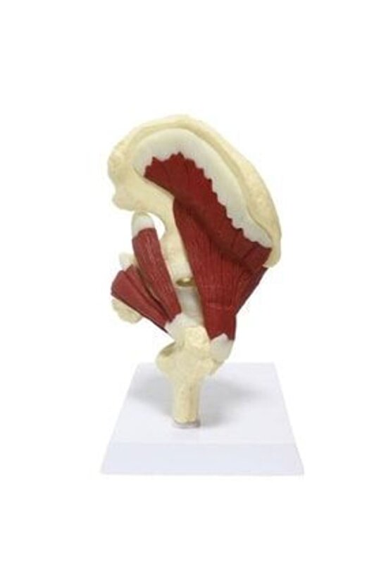 Kaslı Kalça Maketi Model32