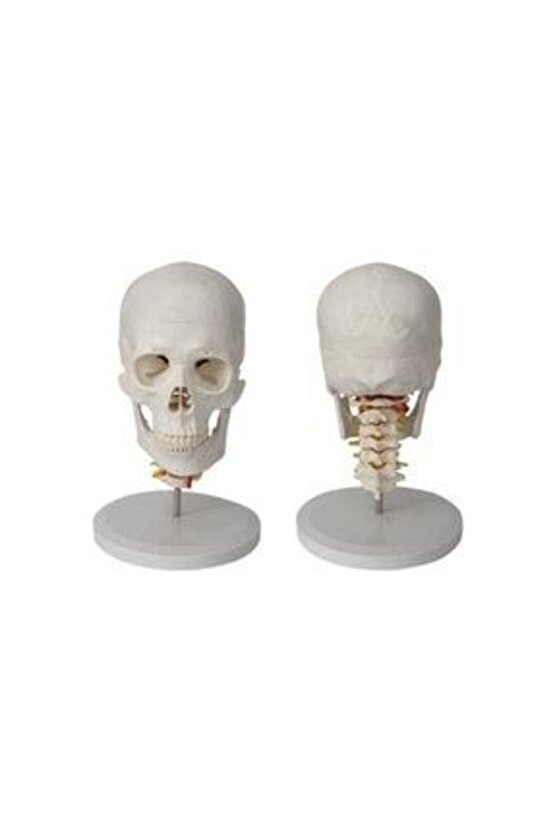 Omurga Kafa MaketiModeli 20