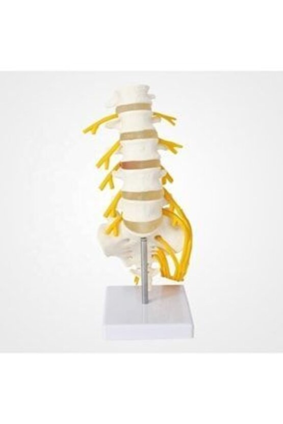 Omurga Bel Maketi Model23