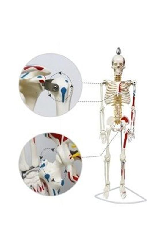 Tam İskeletMaketi 85 cm Model 7