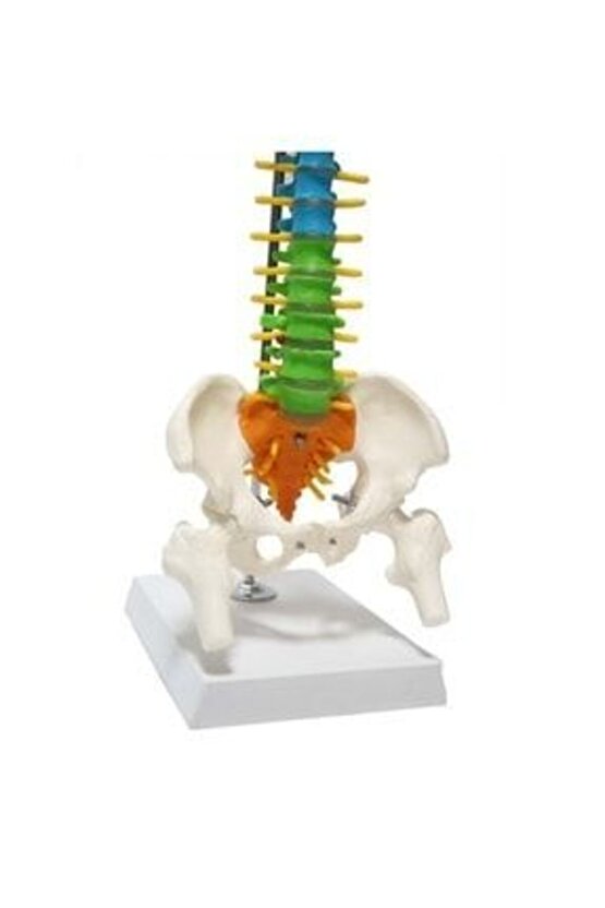 Omurga Maketi 45 CmModel 14