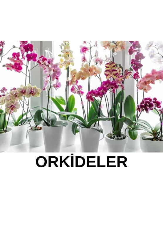 Yeşil Yapraklı Bitkilere Özel Bitki Besini 250 ml