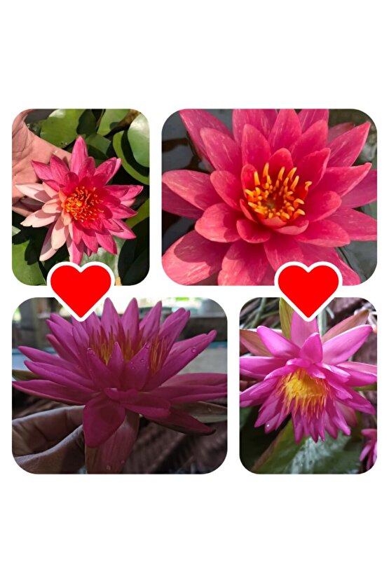 4 Adet Karışık Nadir Renklerde Lotus (Nilüfer) Çiçeği Tohumu