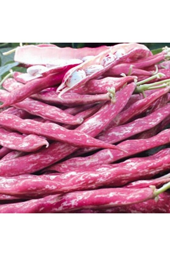 Oturak Barbunya Tohumu (45 Tohum)