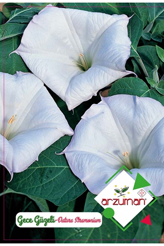 Gece Güzeli Çiçeği Çiçek Tohumu