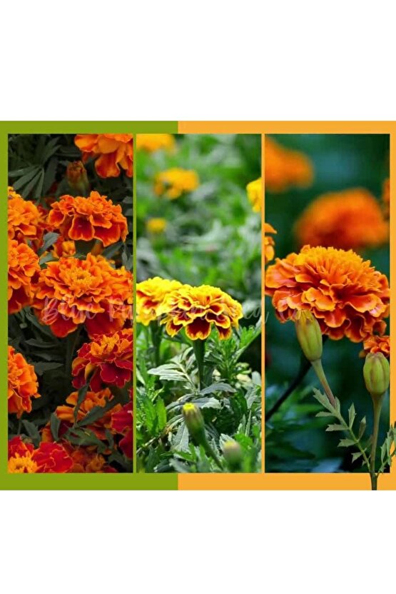 Fransız Kadife Çiçeği Tohumu Bodur Petite Serisi Karışım Tagetes