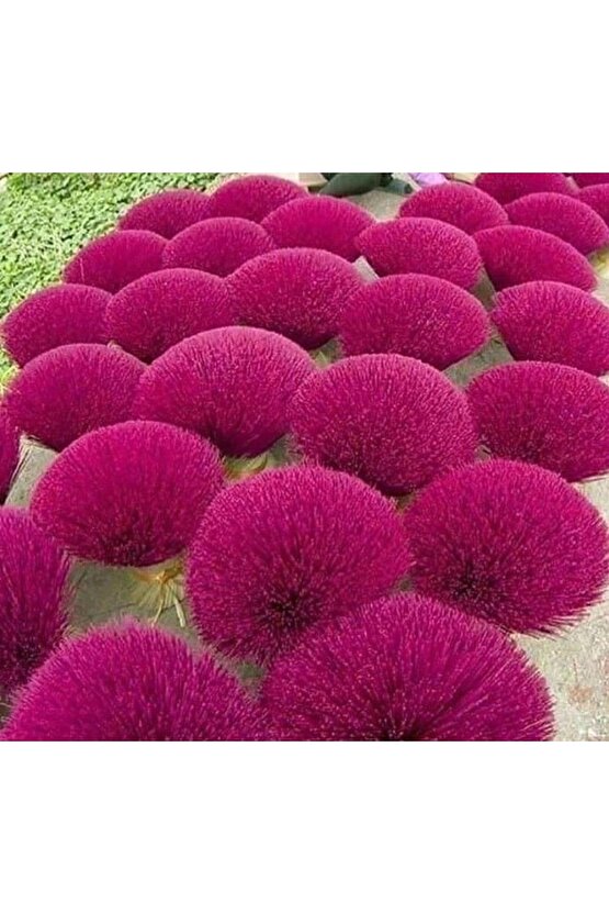 Süpürge Otu Tohumu (30 Adet)