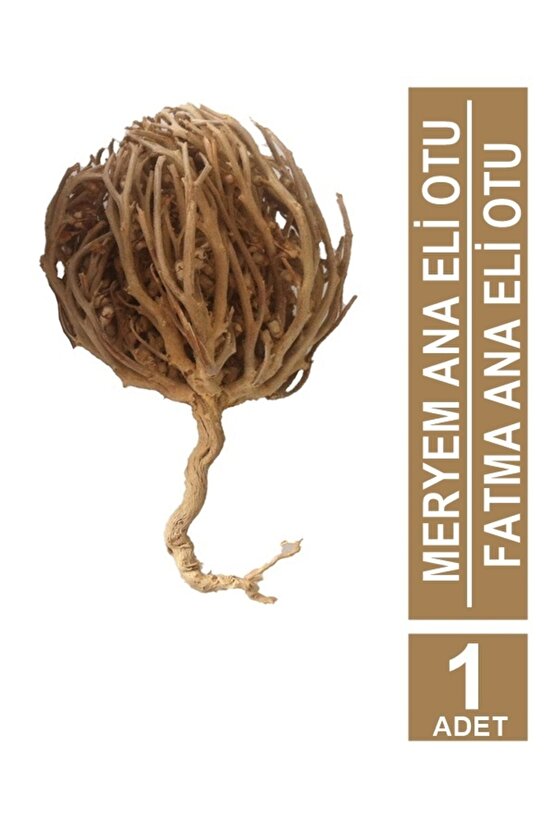 Kolay Doğum Için Meryem Ana Fatma Ana Eli Otu 1 Adet