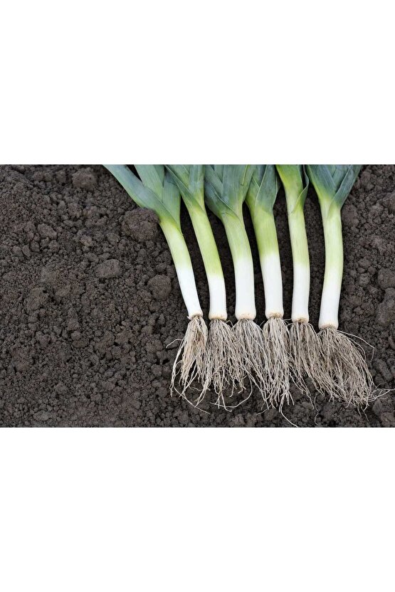 Yerli Doğal Pırasa Inegöl 1000 Adet Tohum - Ata Köy Tohumu