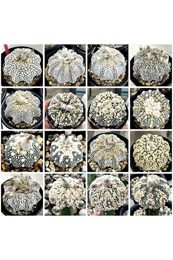 100 Adet Kaktüs Tohumu Karışık Astrophytum Astro ( 5 Ribs,kıkko,superkabuto ,star Type, V Type )