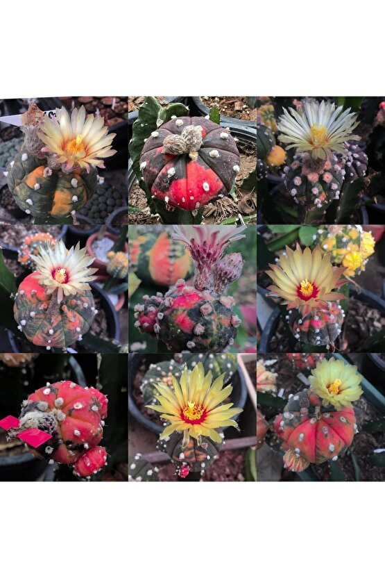 100 Adet Kaktüs Tohumu Karışık Astrophytum Astro ( 5 Ribs,kıkko,superkabuto ,star Type, V Type )