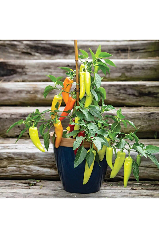 Tatlı sivri biber tohumu geleneksel macar mum biberi