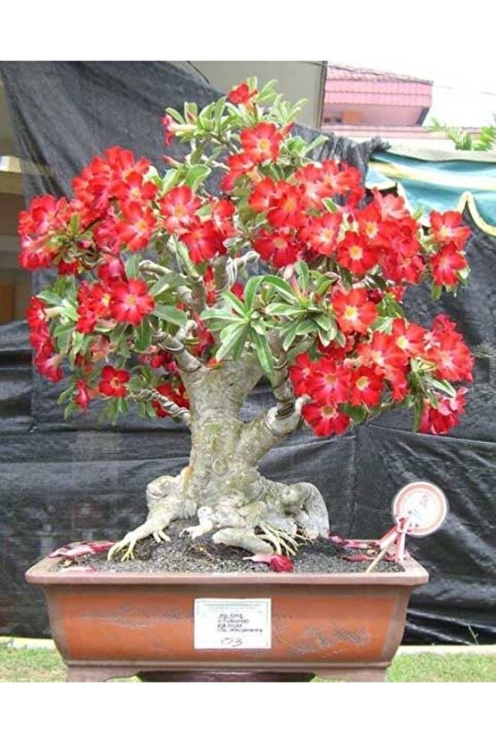100 Adet Karışık Renklerde Adenium Çöl Gülü Tohumu