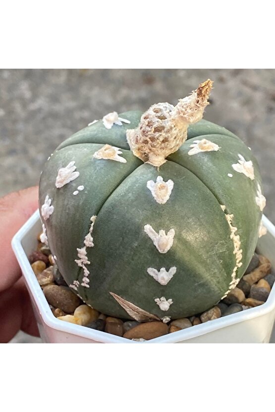 100 Adet Kaktüs Tohumu Karışık Astrophytum Astro ( 5 Ribs,kıkko,superkabuto ,star Type, V Type )
