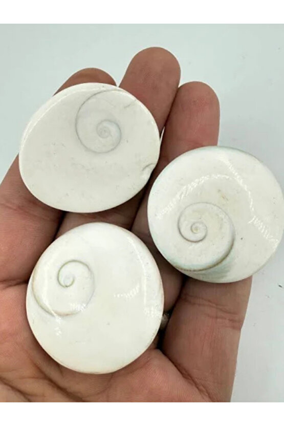 Doğal Yılancık Taşı Operculum 40 Adet (ERKEK VE DİŞİ )