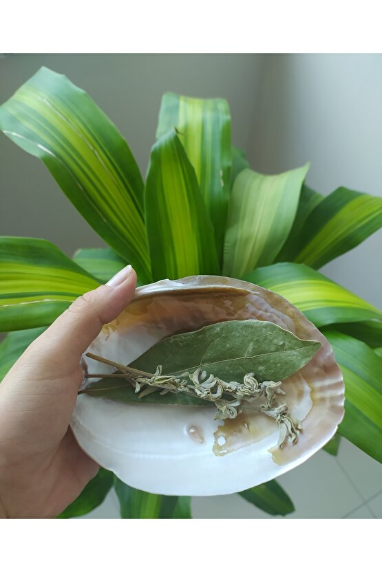 Deniz Kabuğu (MAKABE) Tütsülük