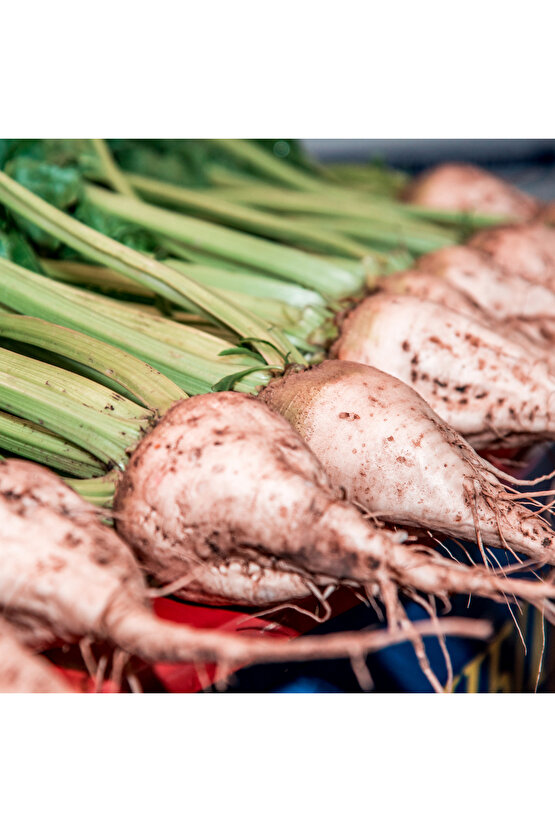 200 Adet Tohum - Yerli Doğal  Şeker Pancarı Tohumu