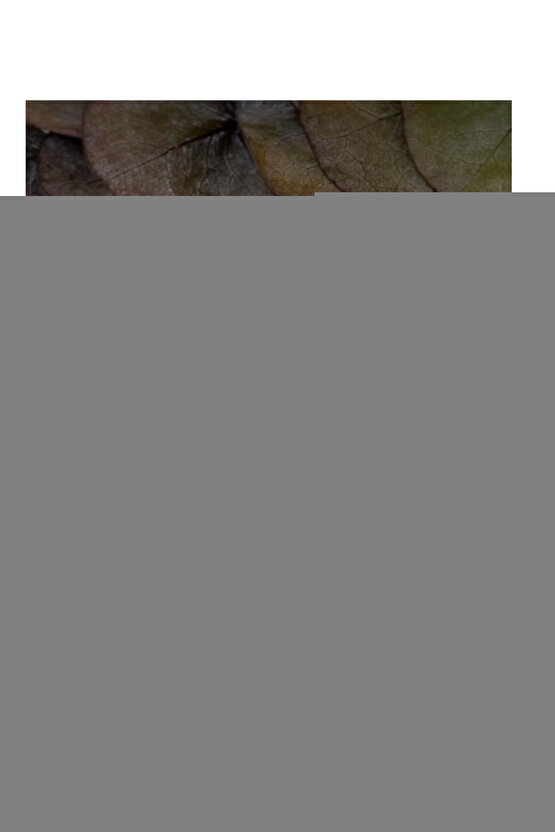 W10322 Mendi Gato Kız Çocuk Yağmur Çizmesi BEJ