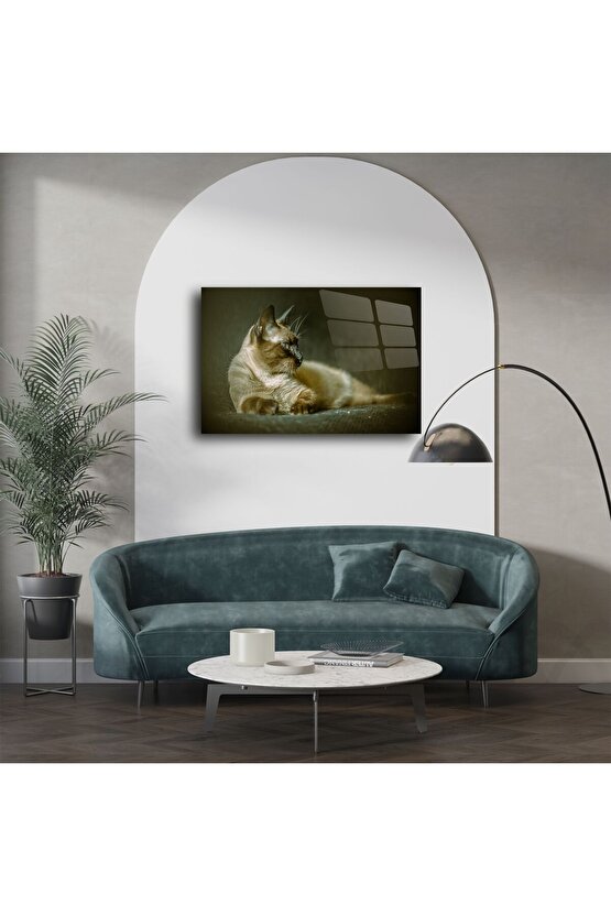 Siyam Kedisi Duvar Posteri