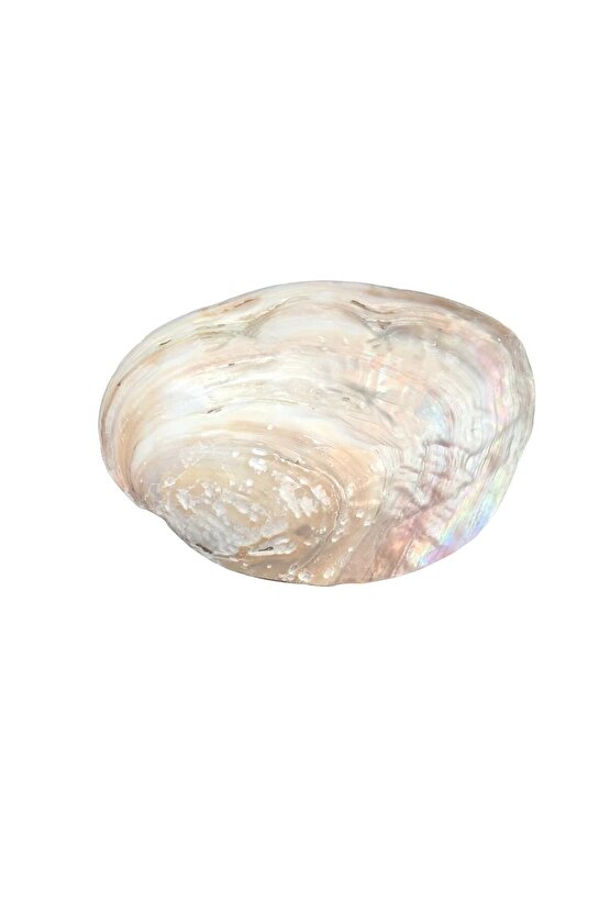 Toptan 20 Ad.incili Sedef Deniz Kabuğu -20 Adet Toptan Satış-