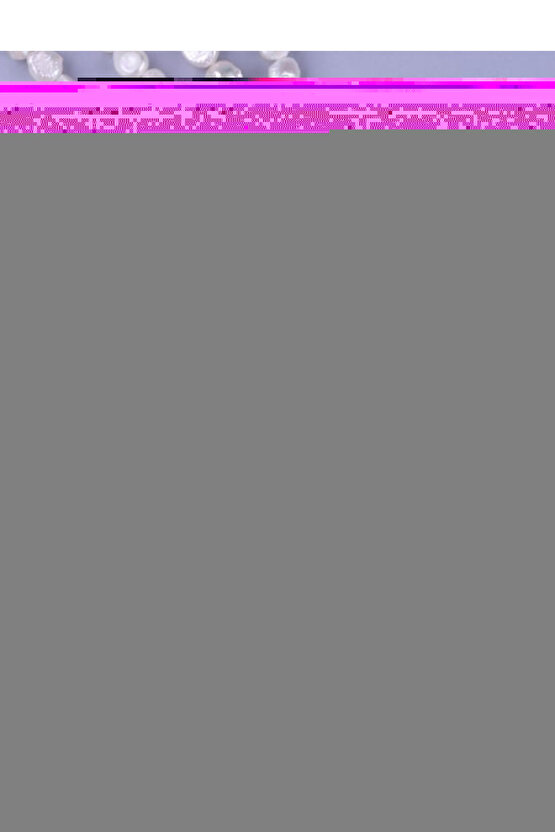 Zebra Perde Krem Renk Pliseli Dilimsiz