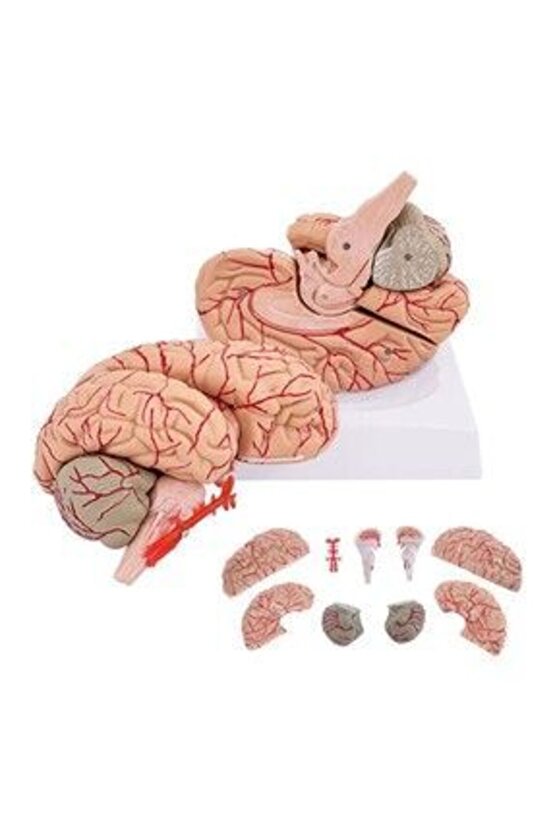 Beyin Maketi Model 52