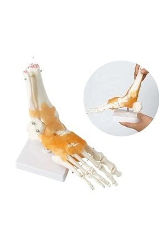 Omurga Ayak Maketi Model29