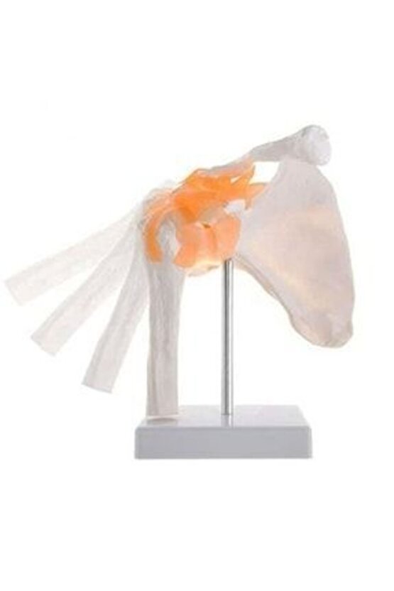 Omurga Omuz Maketi Model30