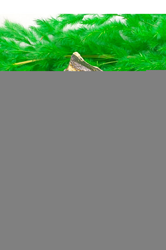 Engelli Çocuk Örümceği