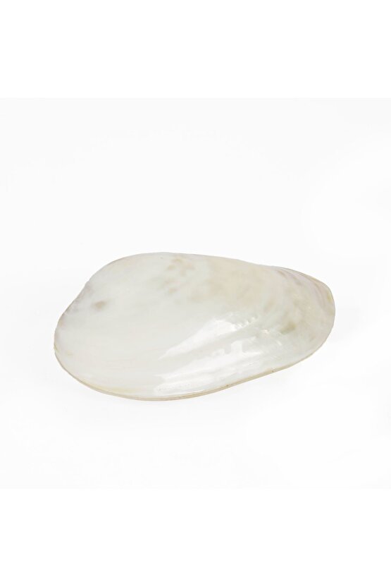 Sedef Clam Doğal Deniz Kabuğu 25*31 Cm