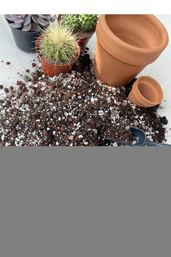 Panax Ginseng 500 mg 60 Kapsül