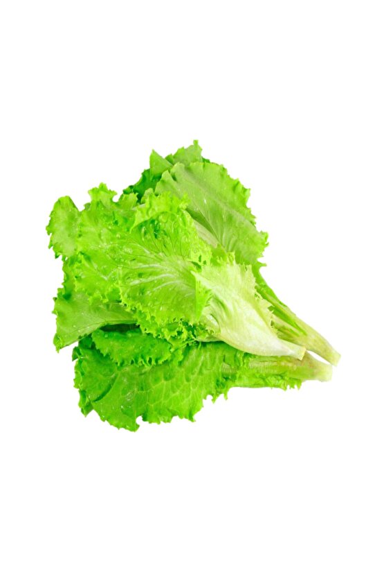 Yedikule Marul Tohumu