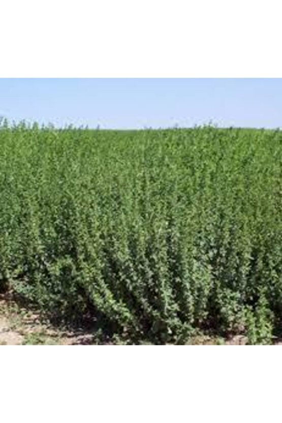 Arzuman Kekik Tohumu 100 Adet