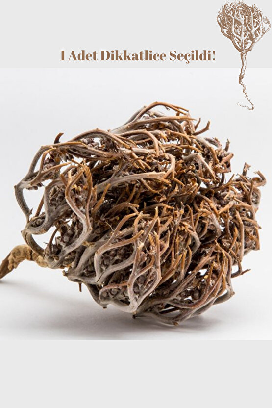 Meryem Ana Eli Otu. Kolay Doğum, Temiz&Taze En İyisi Seçilmiş 1Adet.