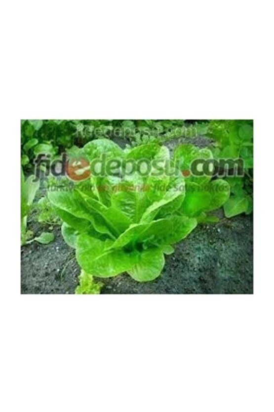 Yedikule Marul Tohumu