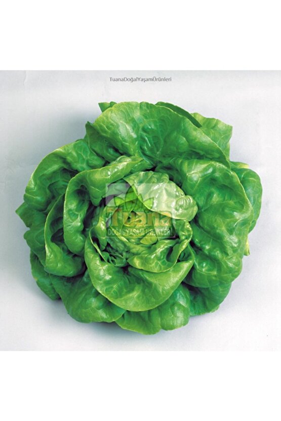 Iri Kıvırcık Marul Tohumu 2500 Adet