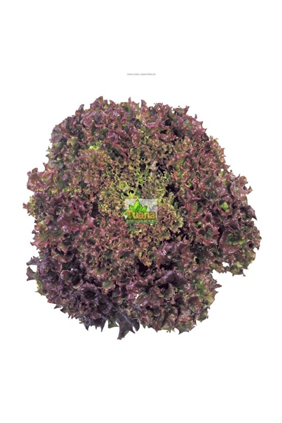 Kırmızı Kıvırcık Marul Tohumu 2500 Adet