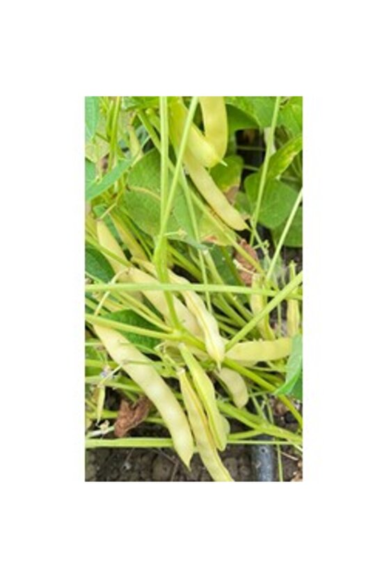 Sarı Fasulye Tohumu (30 adet) (Oturak)