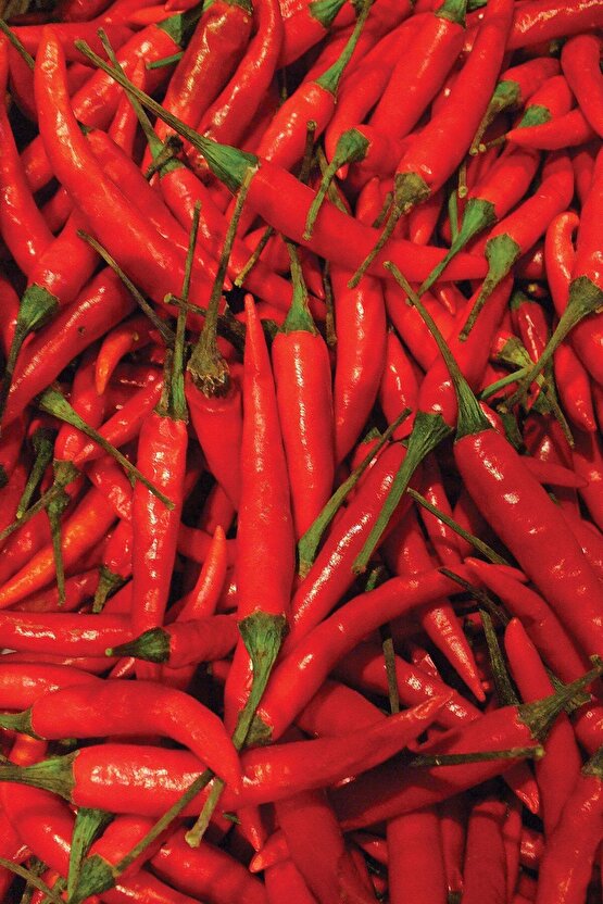 Tabasco Acı Biber Tohumu